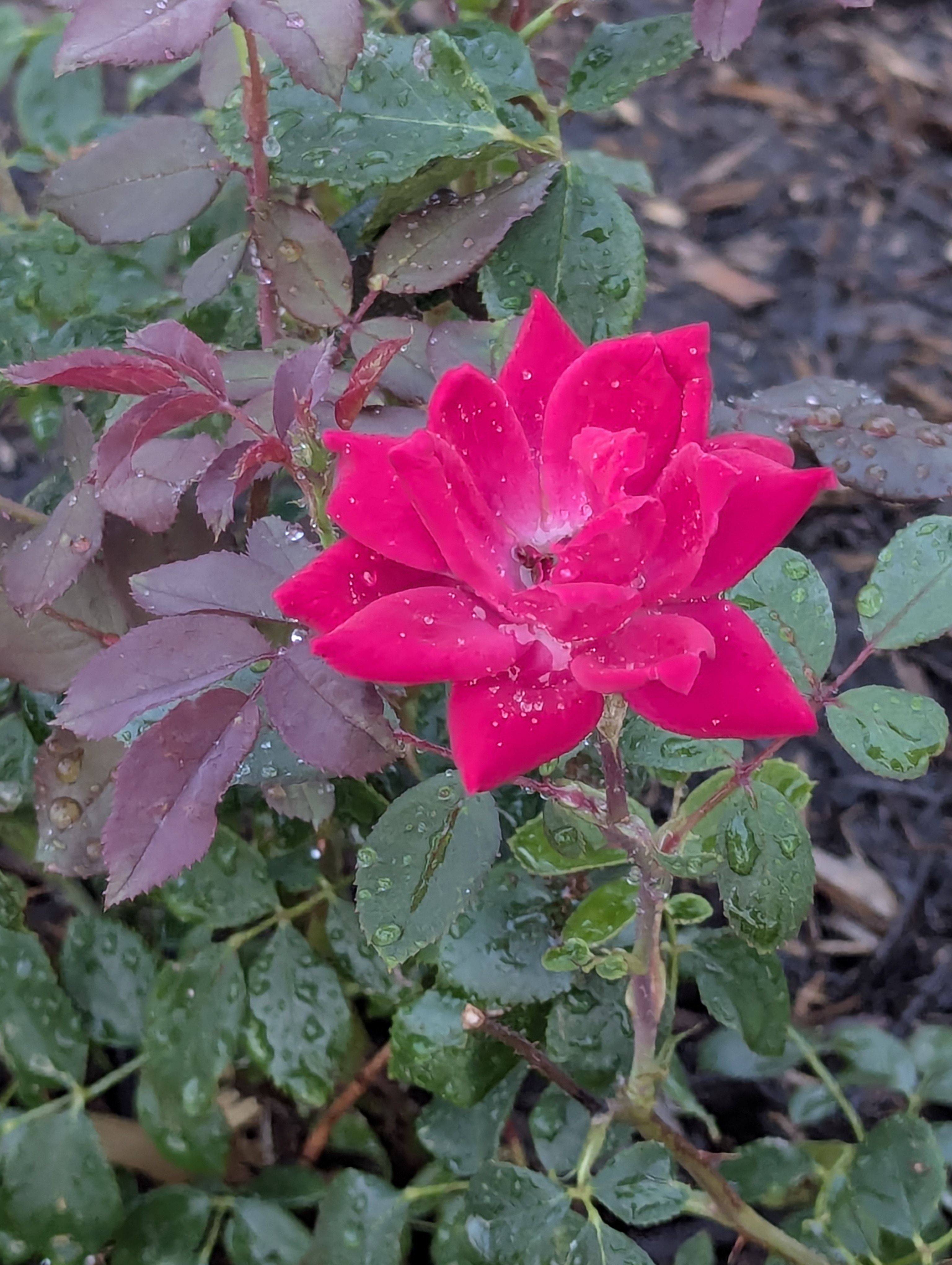 Garden, Morrison, Colorado